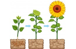 Фазы развития: вегетация и цветение